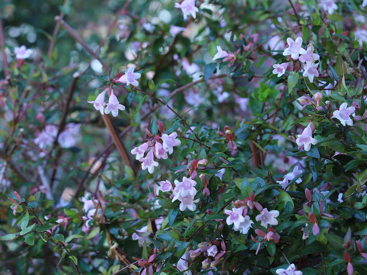 Abelia