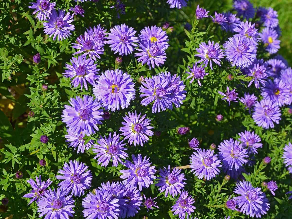 Aster