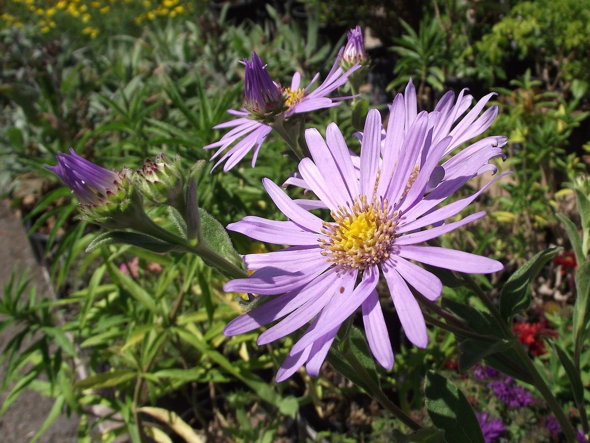 Aster