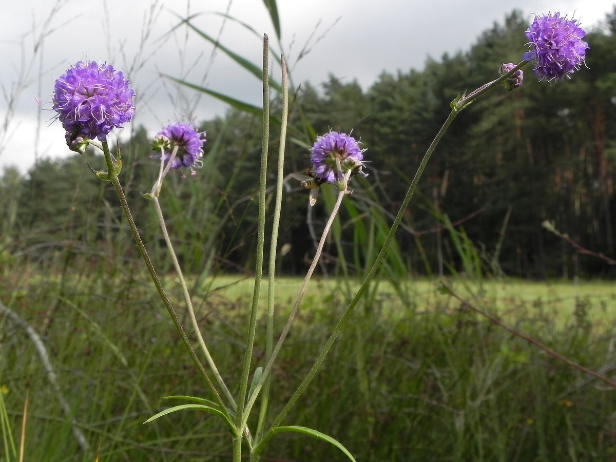 Blauwe knoop