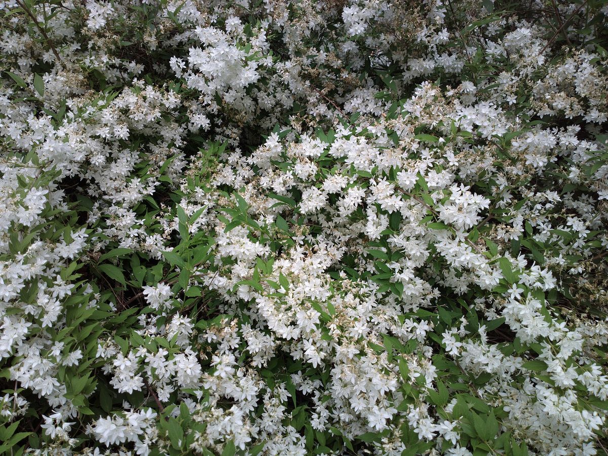 Bruidsbloem