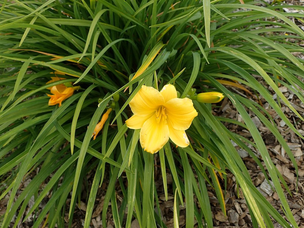 Daglelie
