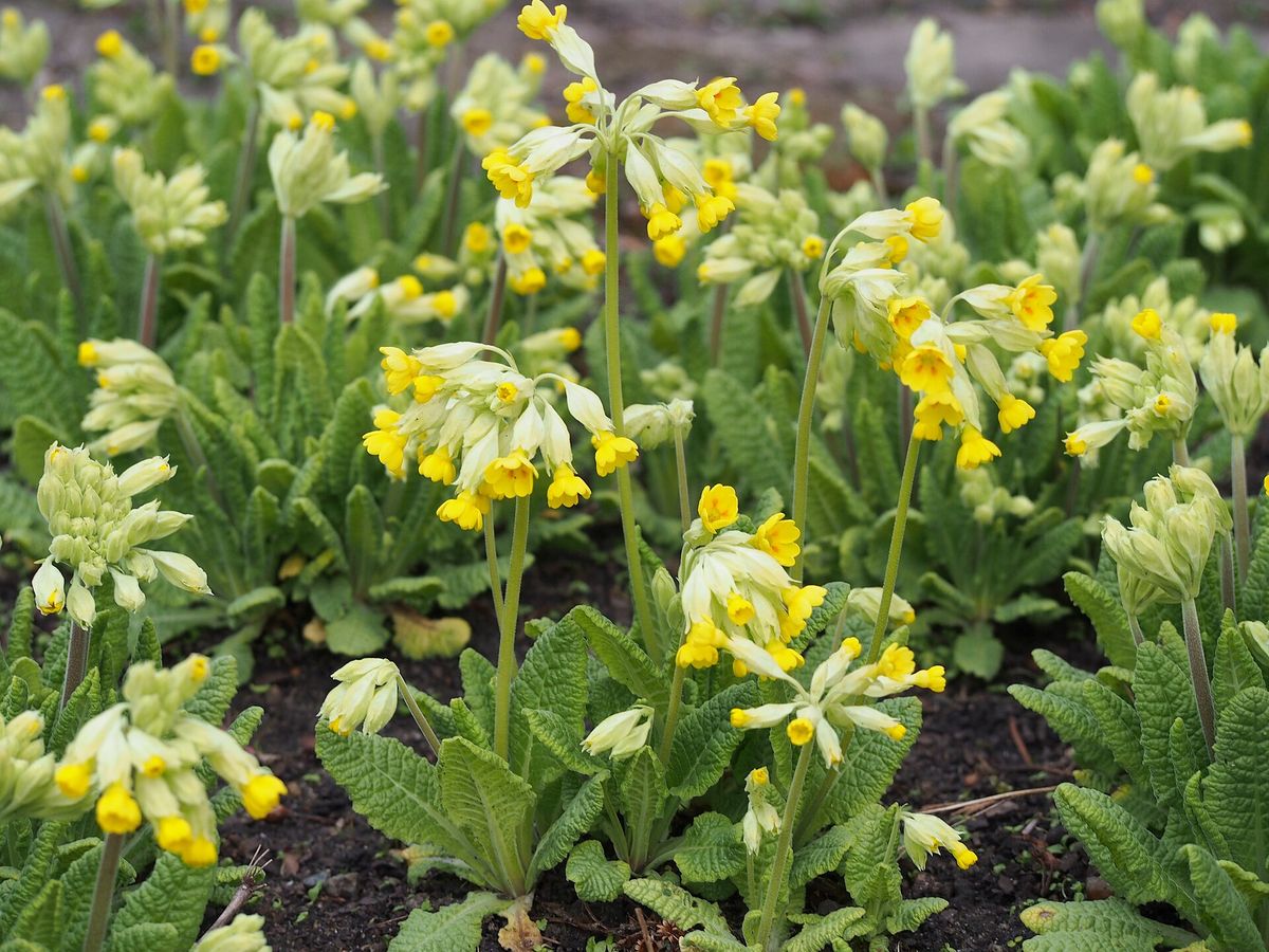Gulden sleutelbloem
