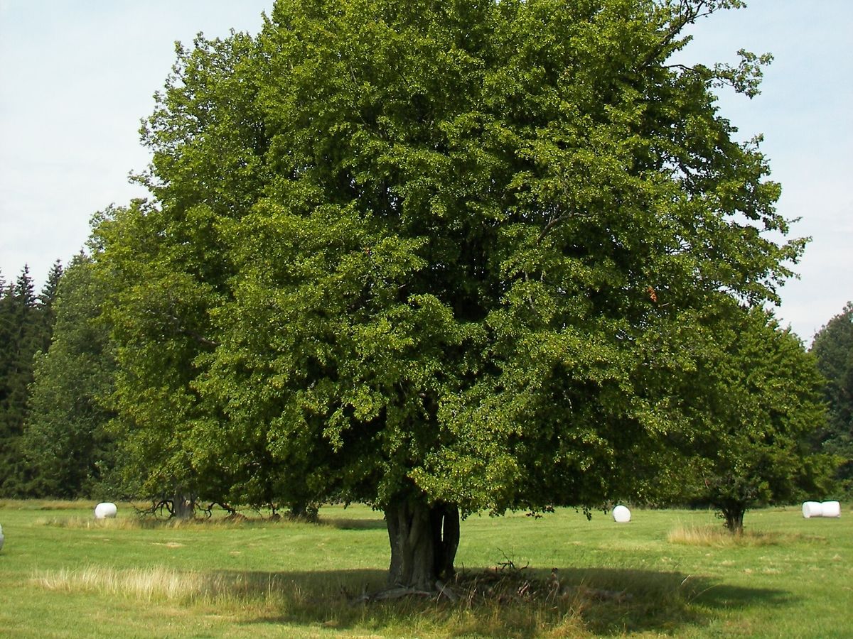 Haagbeuk