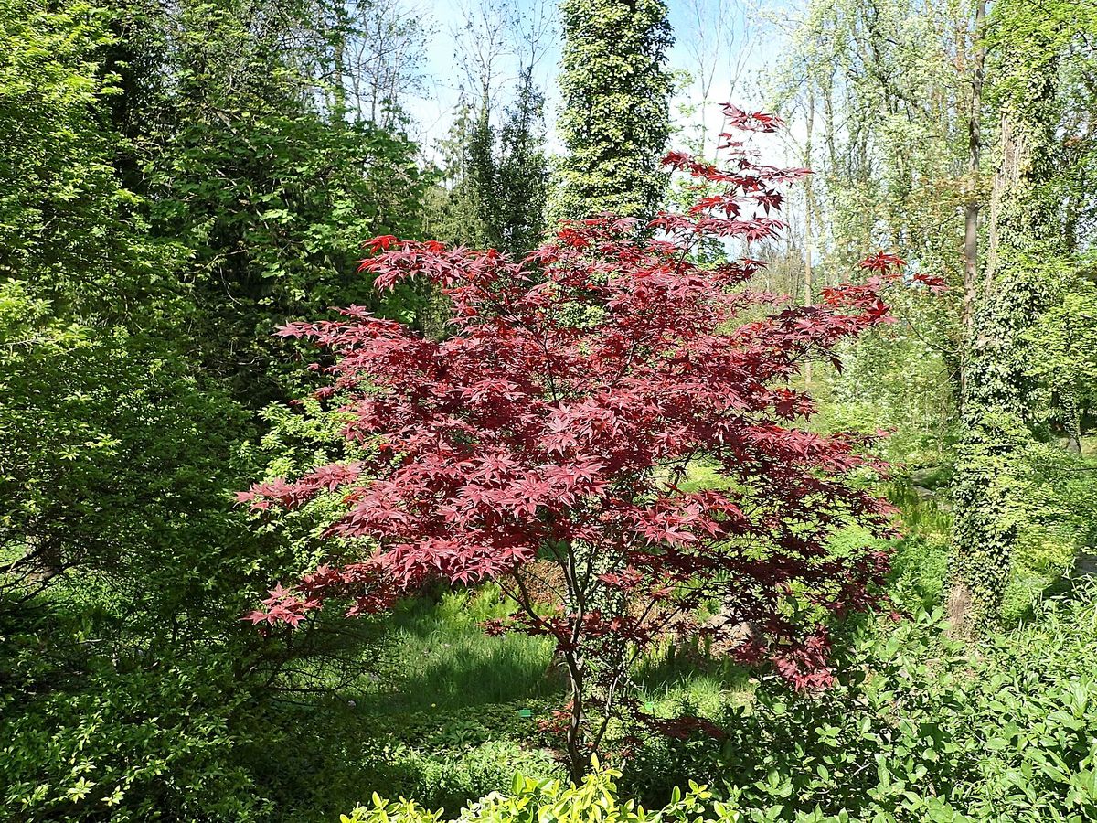 Japanse esdoorn