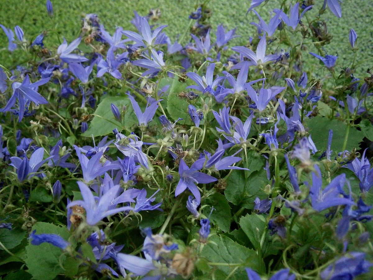 Klokjesbloem