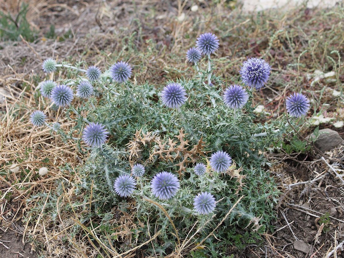 Kogeldistel