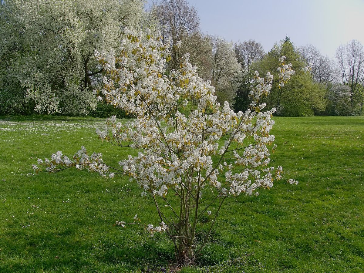 Krentenboompje