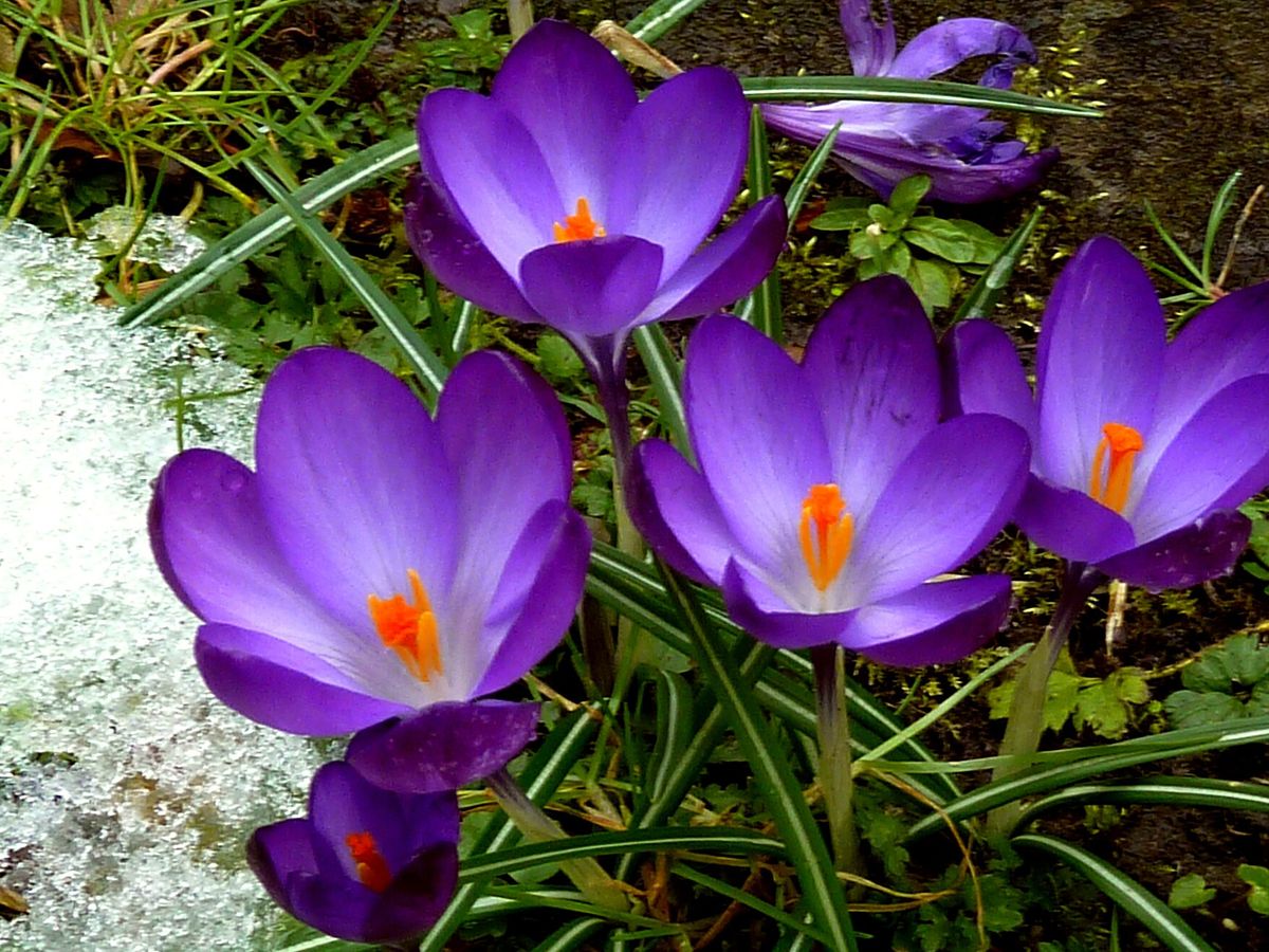 Krokus