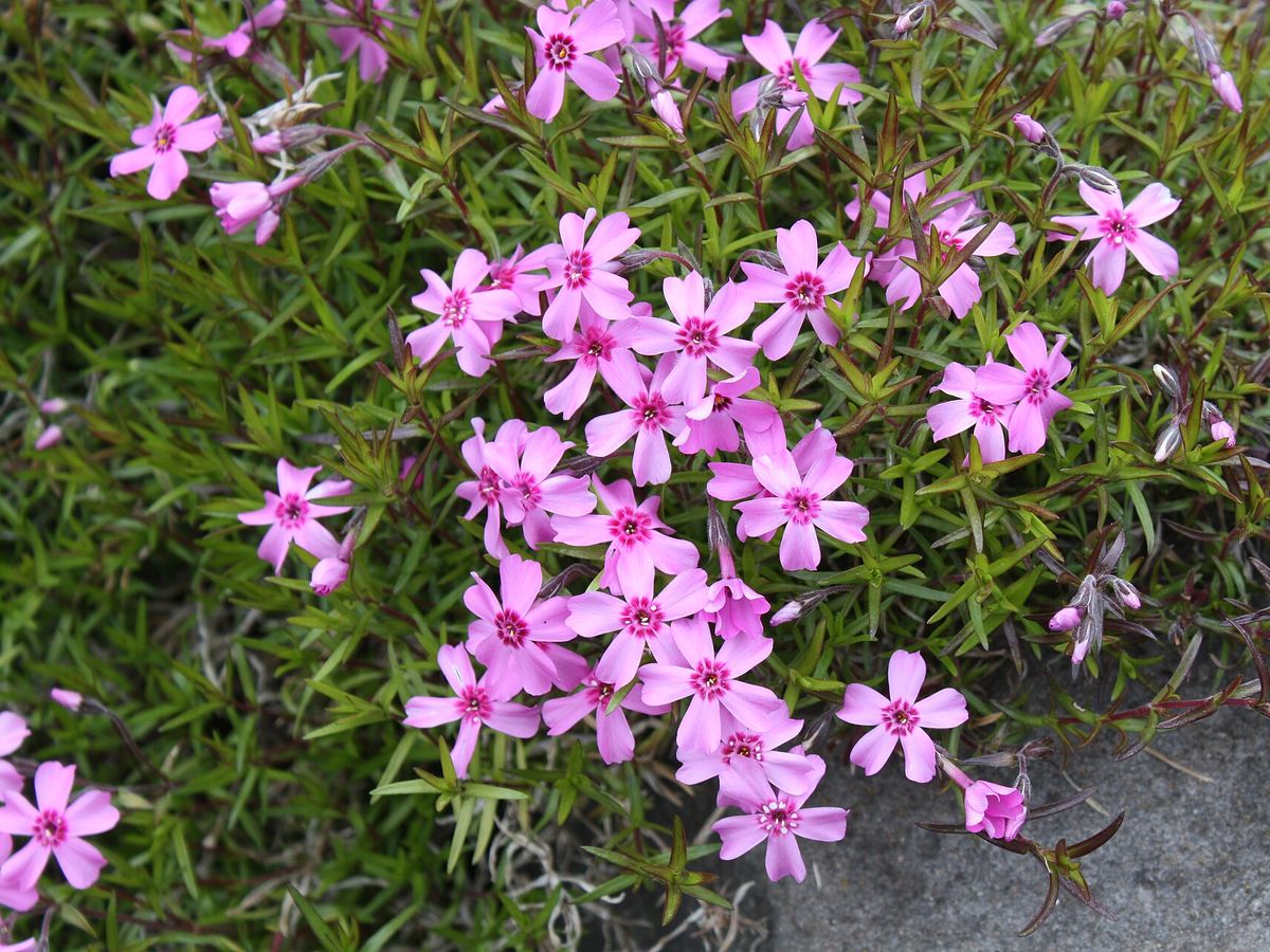 Kruipflox