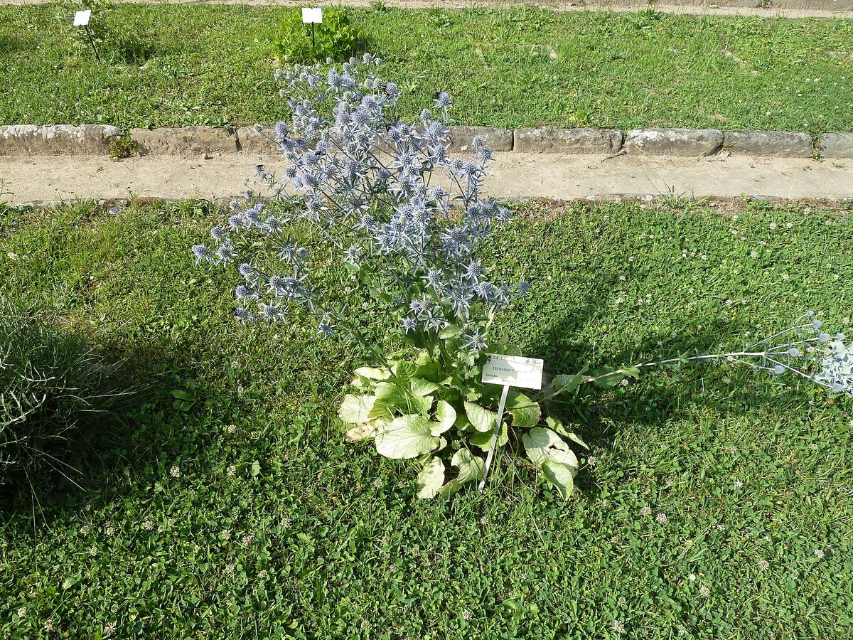 Kruisdistel