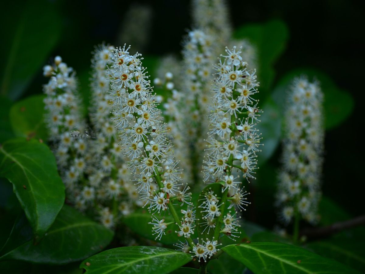 Laurierkers