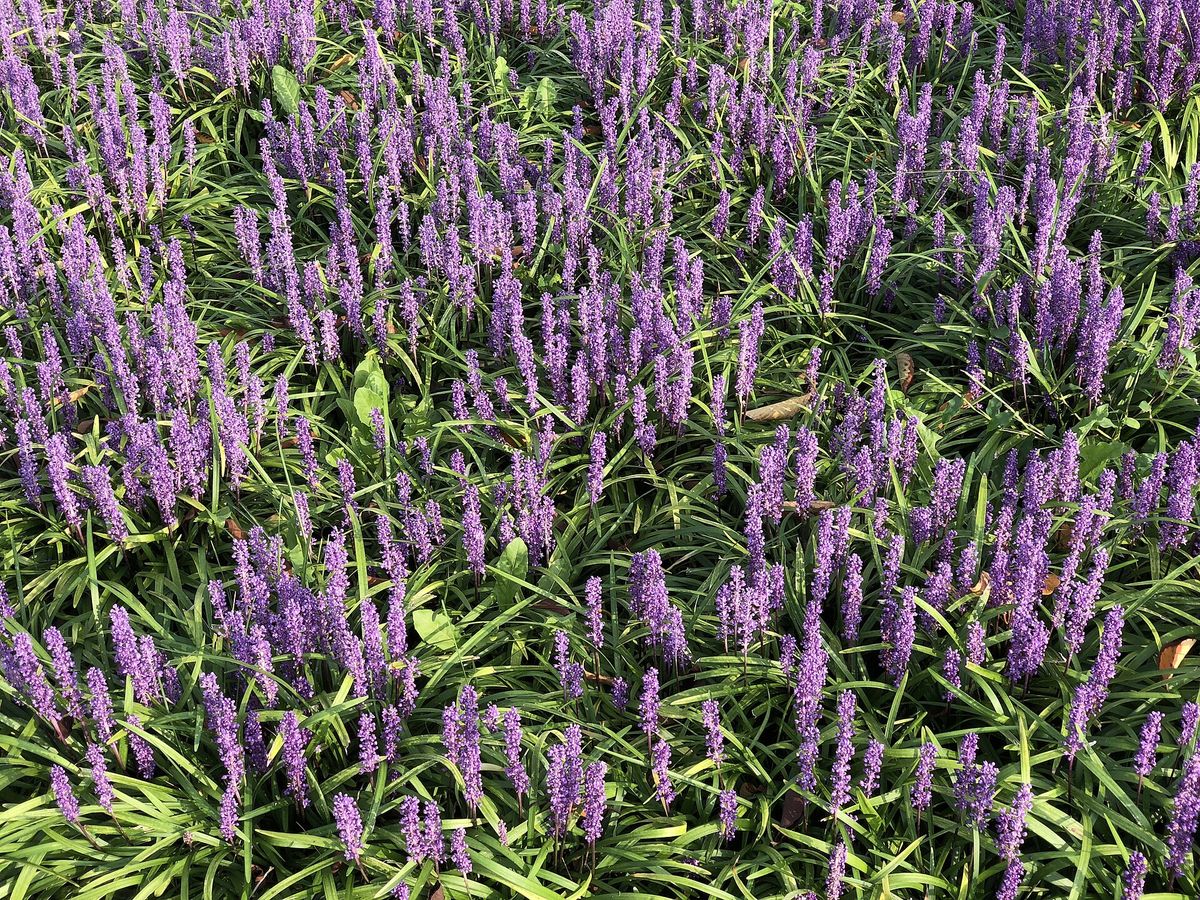 Leliegras
