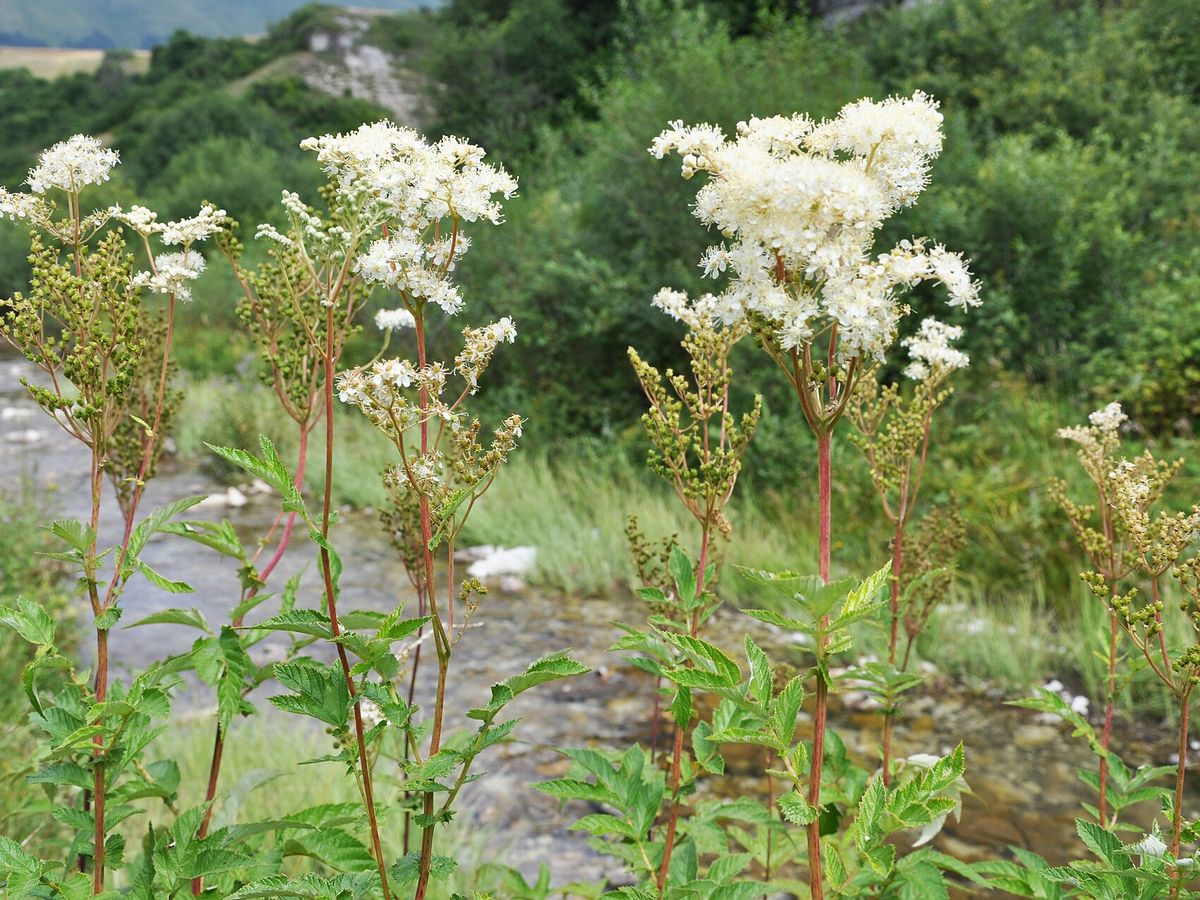 Moerasspirea