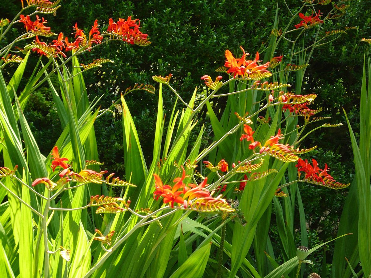 Montbretia