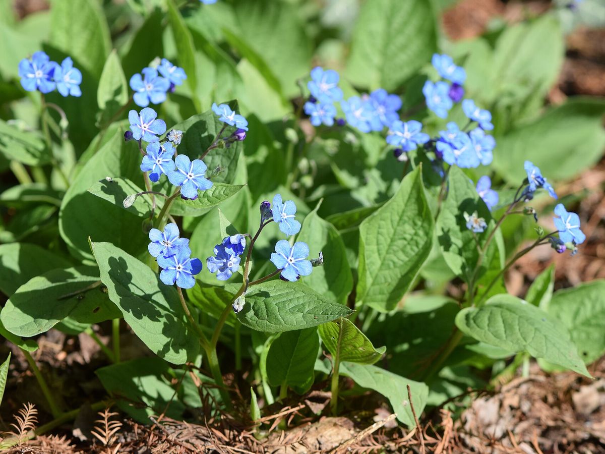 Omphalodes
