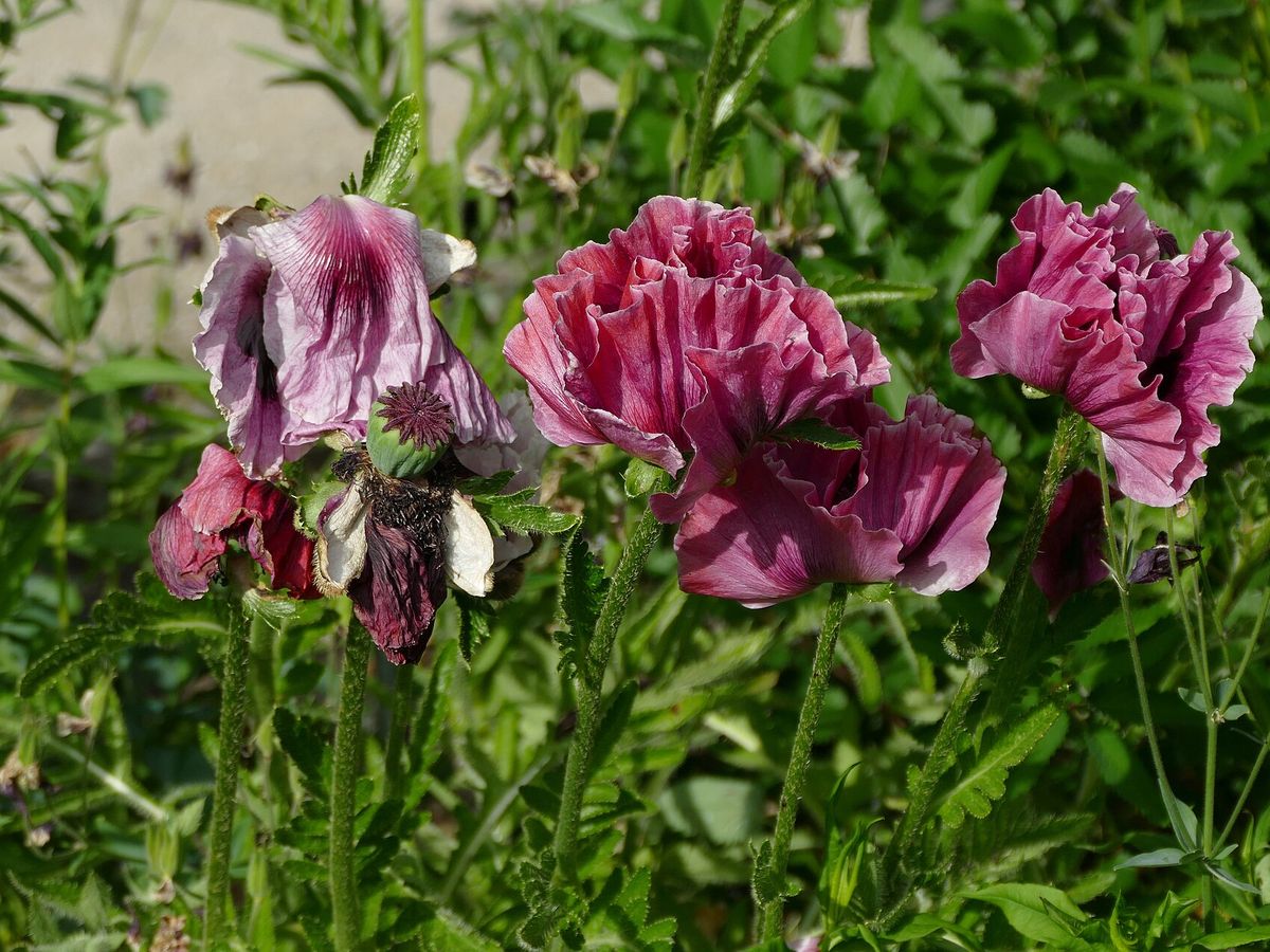 Oosterse papaver