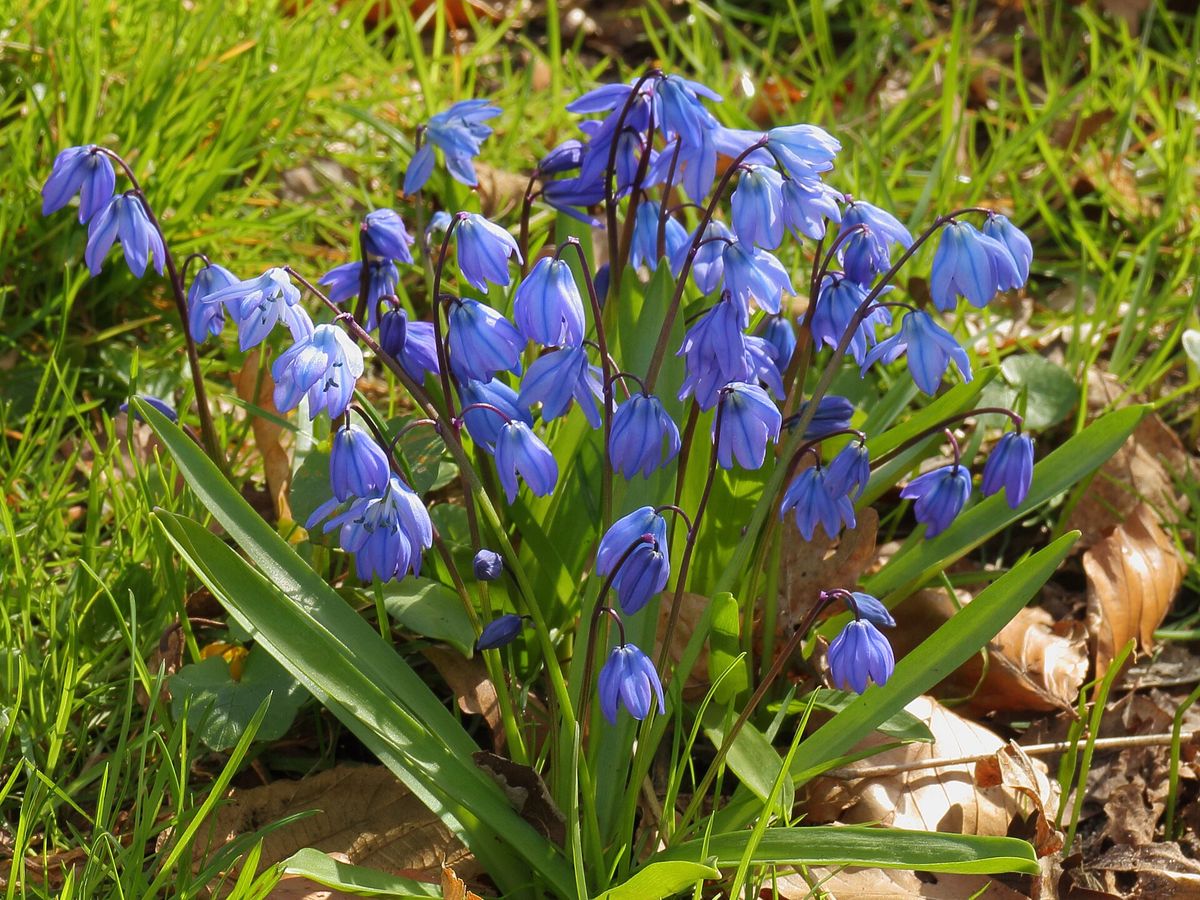 Oosterse sterhyacint