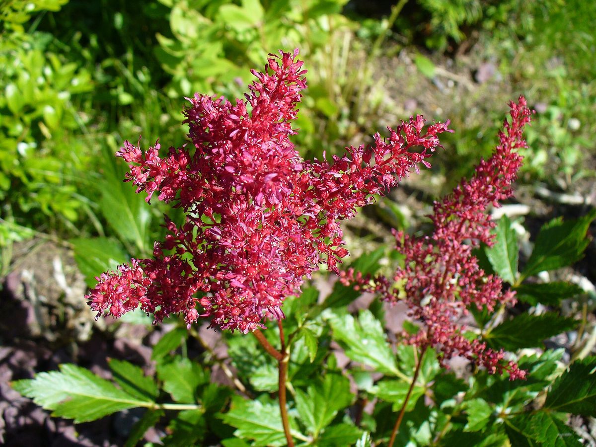 Pluimspirea