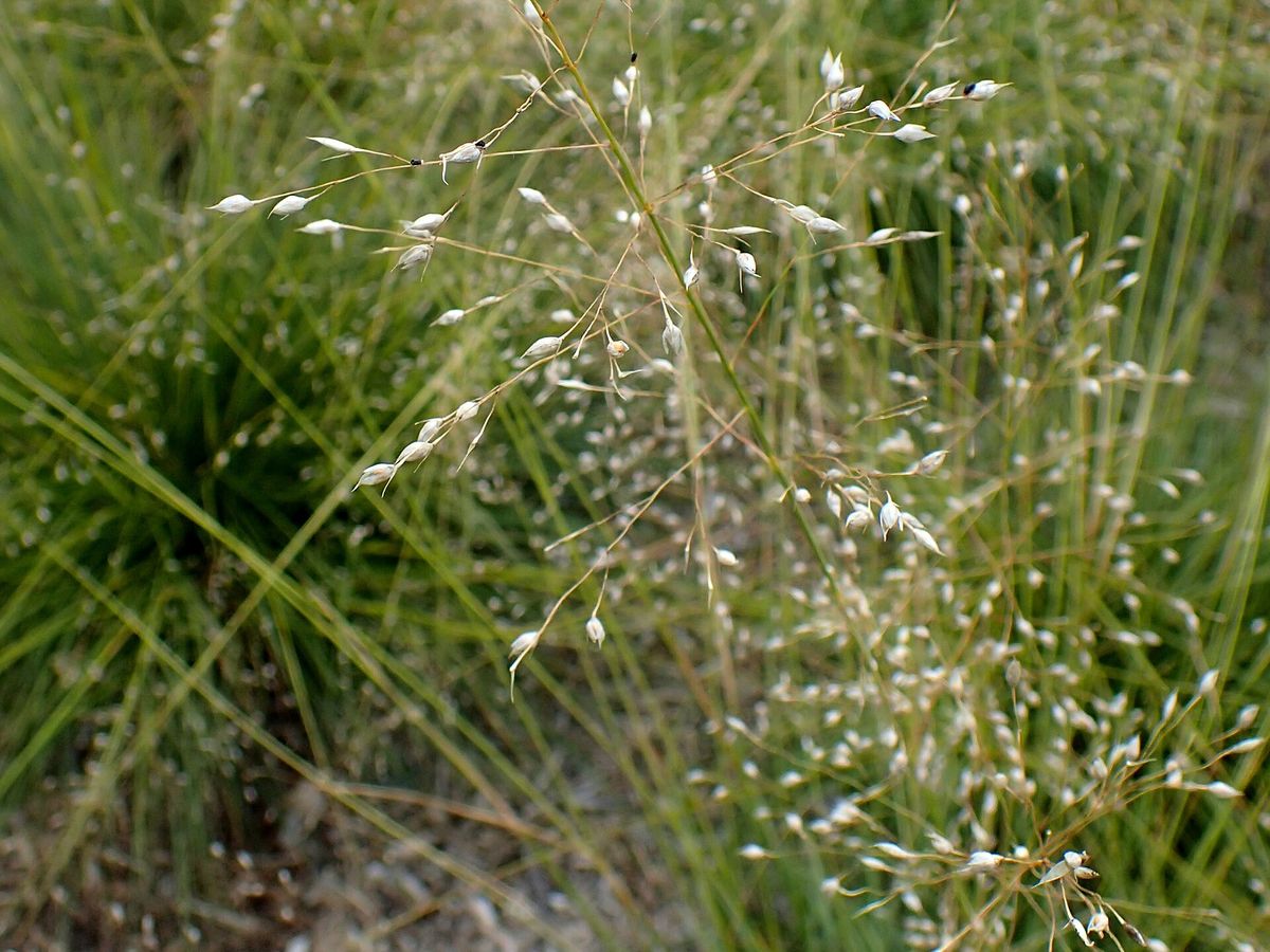 Prairiedropzaad