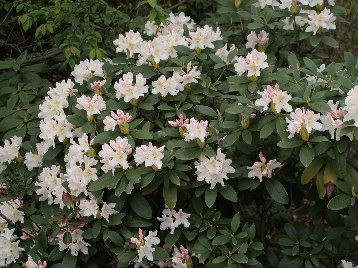 Rododendron