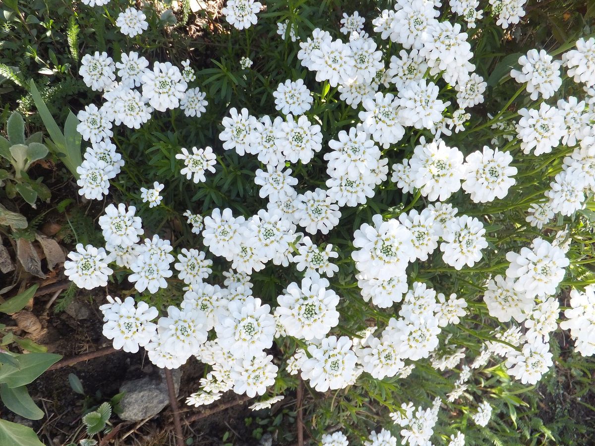 Scheefbloem