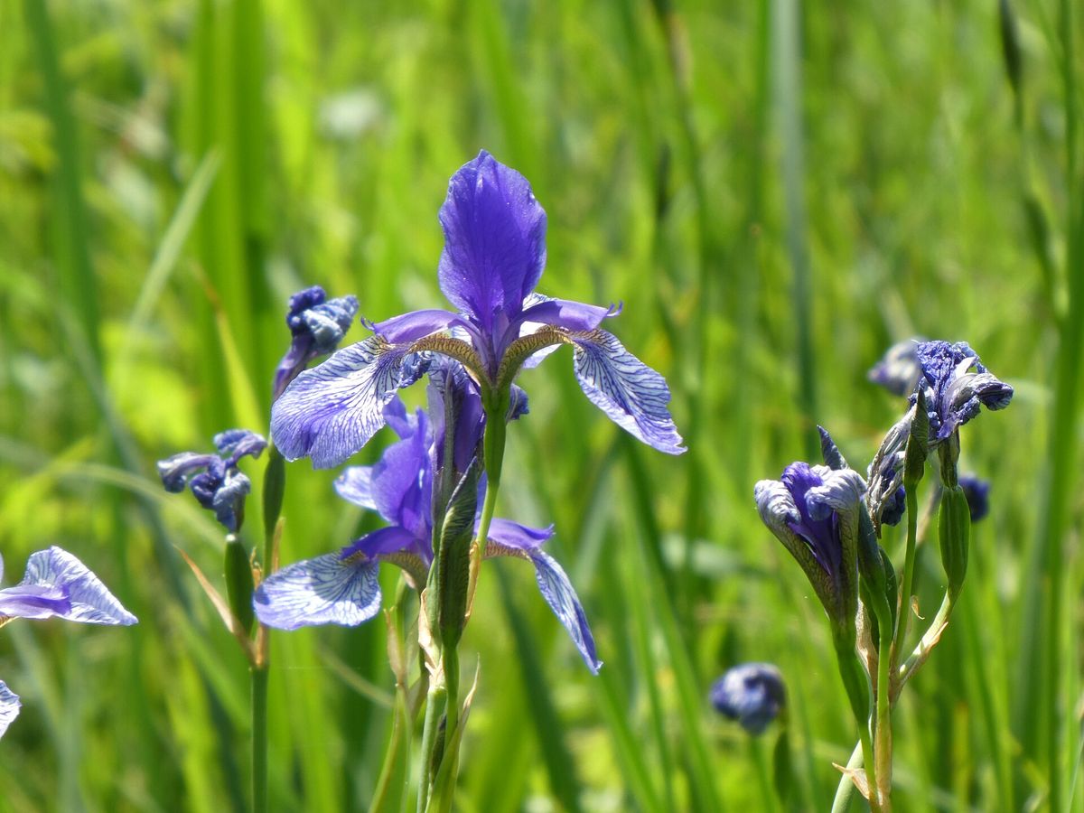 Siberische iris