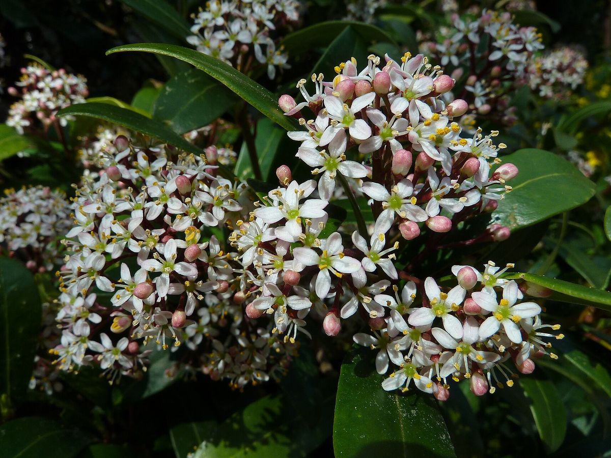 Skimmia