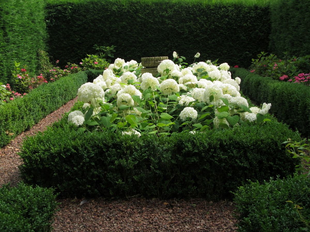 Sneeuwbalhortensia
