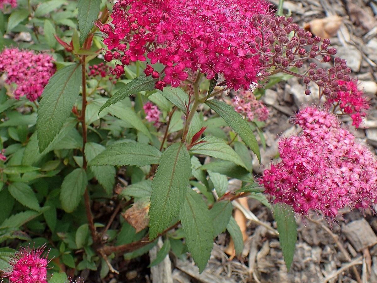 Spirea