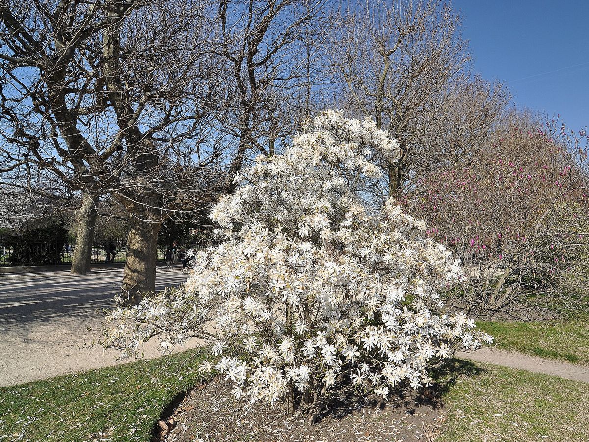 Stermagnolia