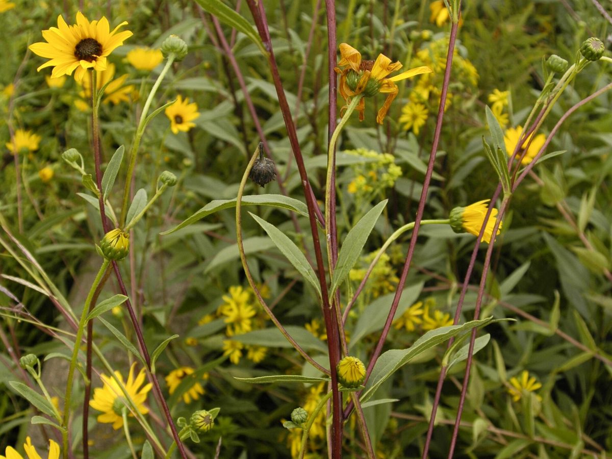 Vaste zonnebloem