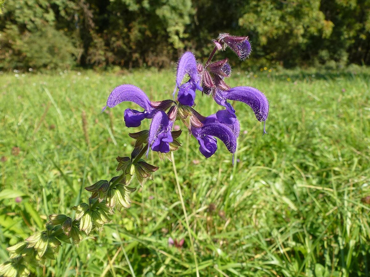 Veldsalie