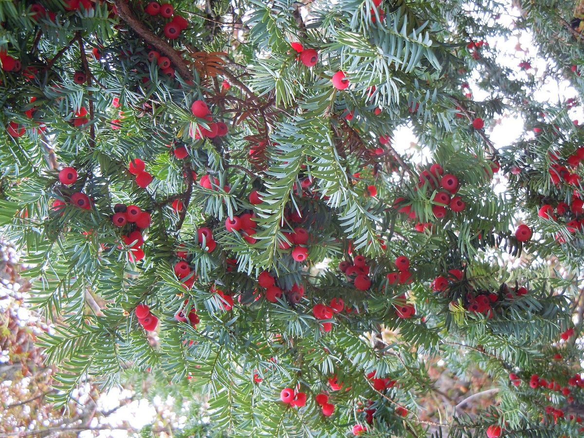 Venijnboom