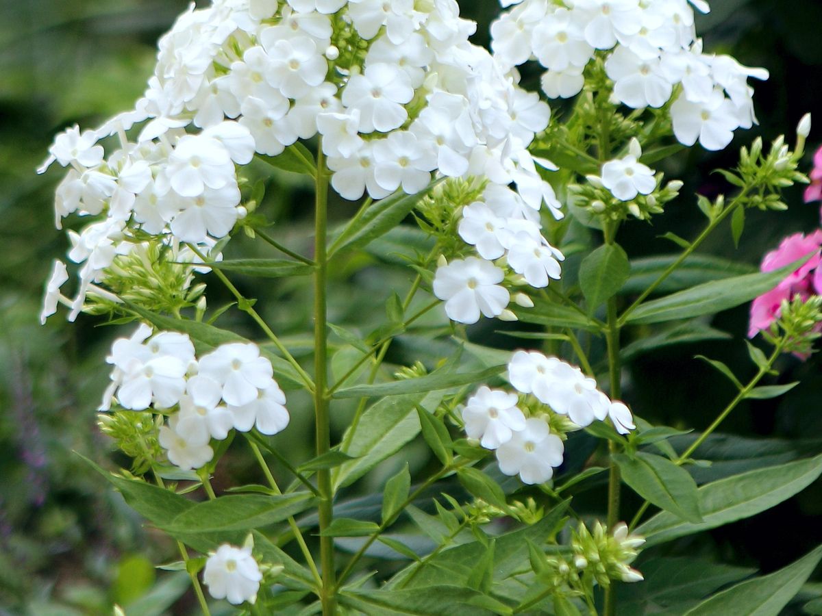 Vlambloem