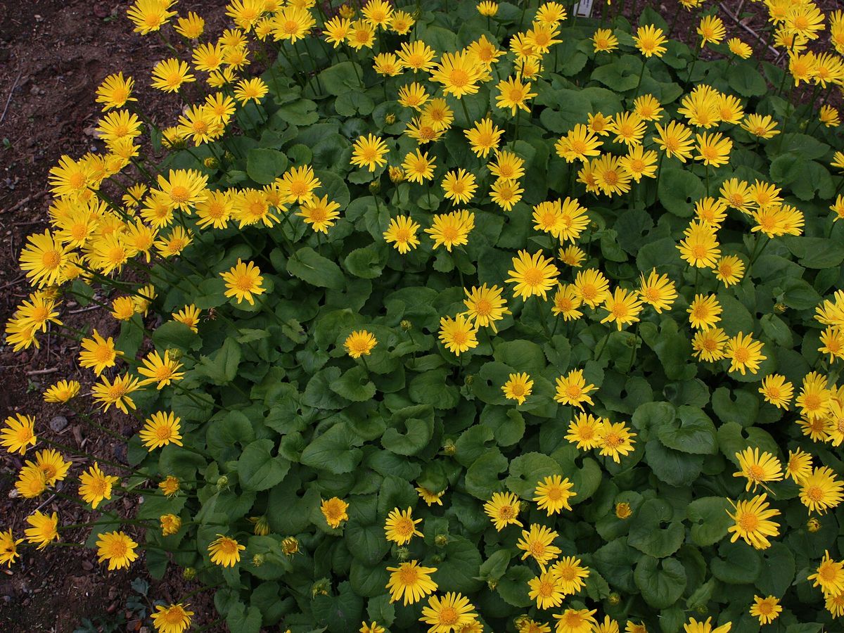 Voorjaarszonnebloem