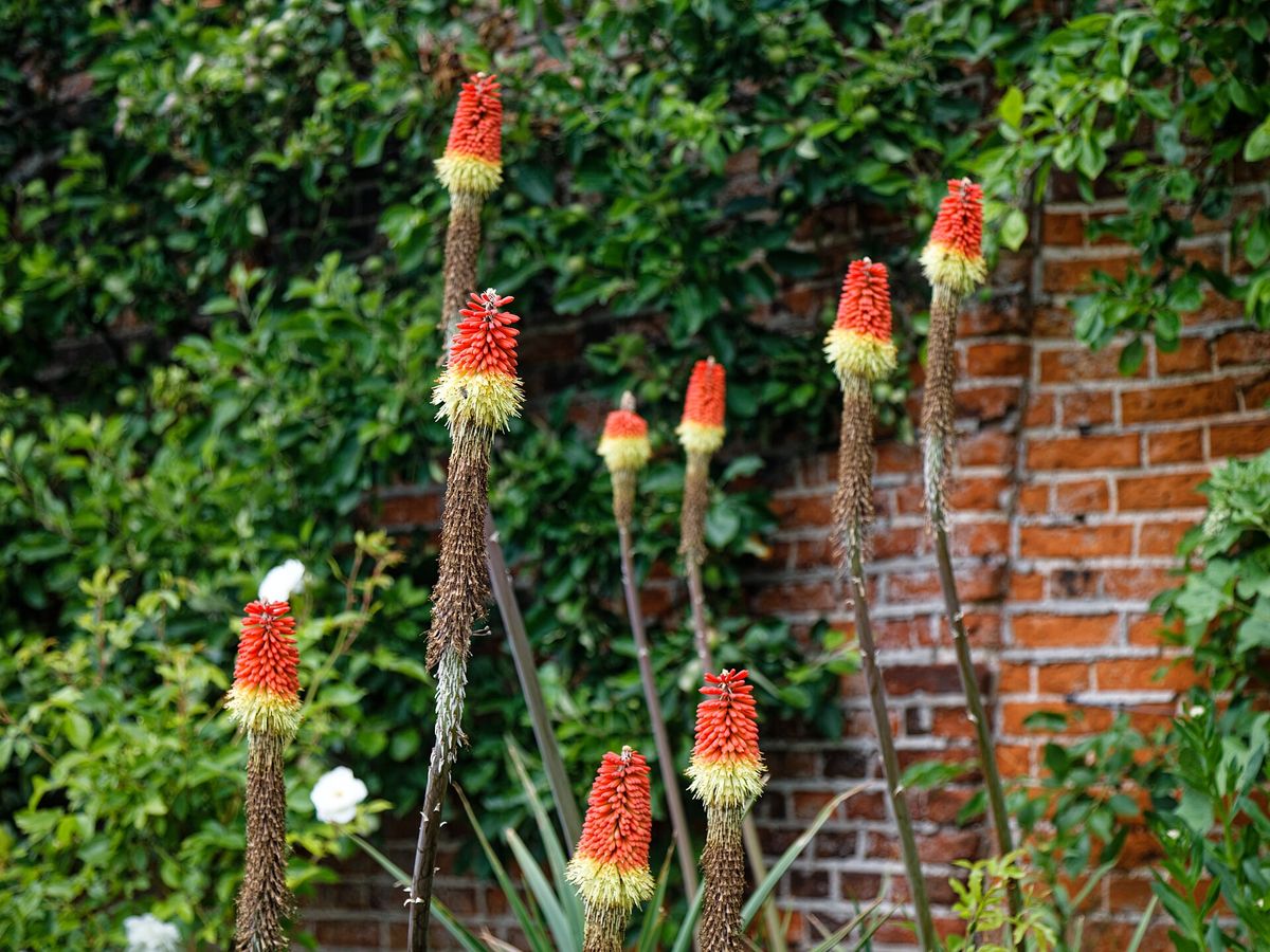 Vuurpijl