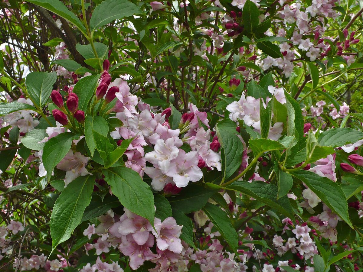 Weigelia