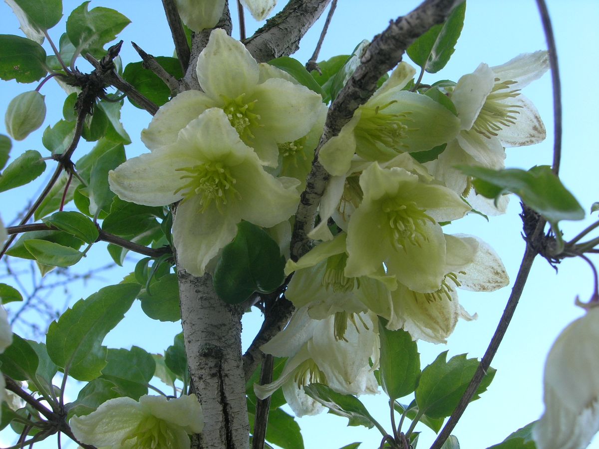 Winterbloeiende clematis