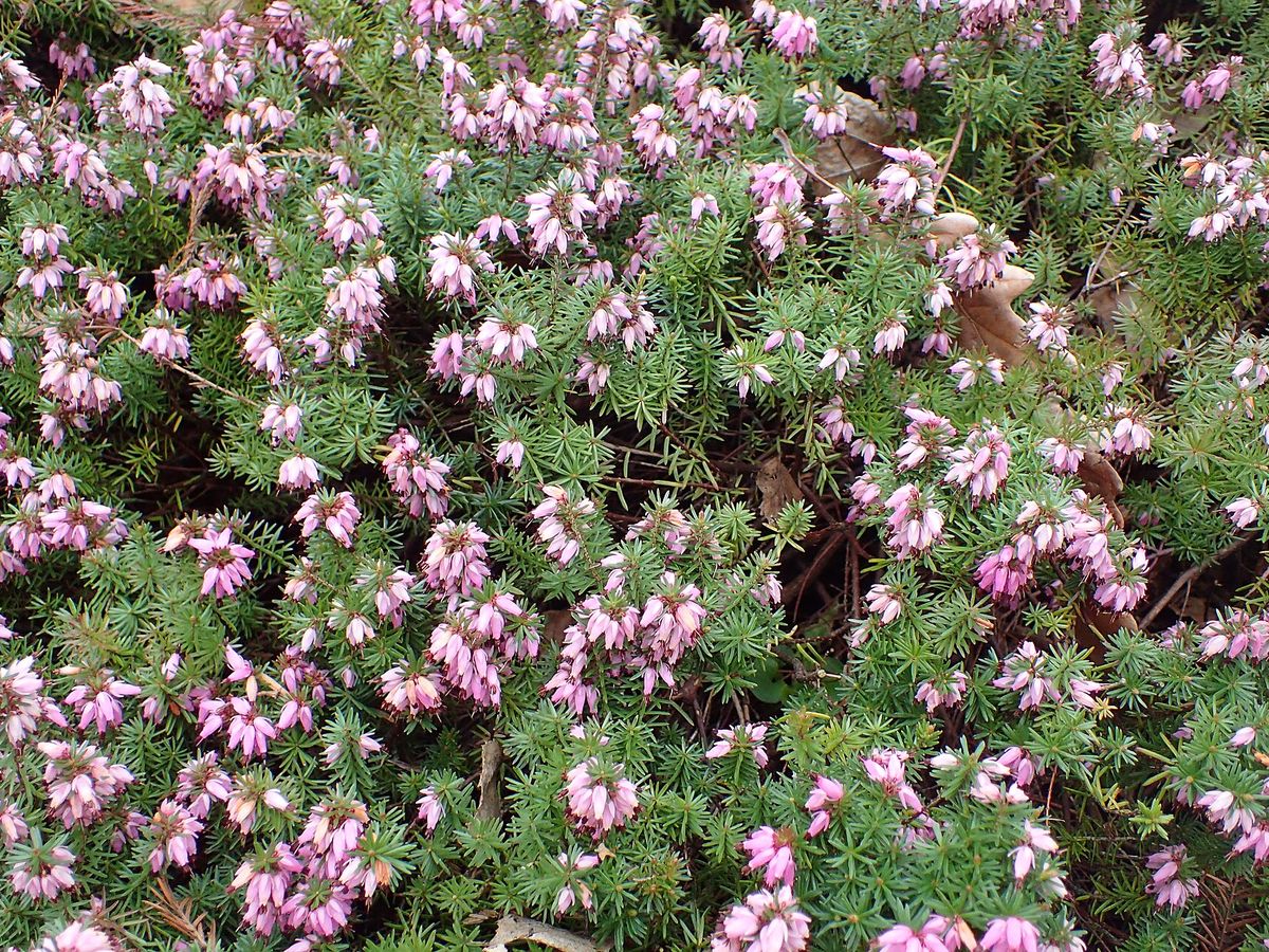 Winterheide