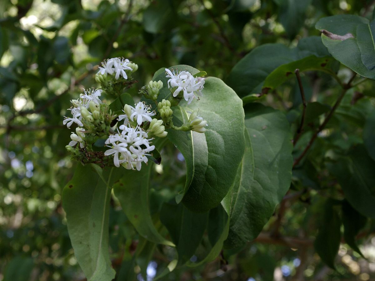 Zeven-zonen-van-de-hemel-boom